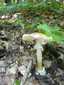Gyilkos galóca (Amanita phalloides), Zemplén. Kígyóbőrszerű mintázat a tönkön
